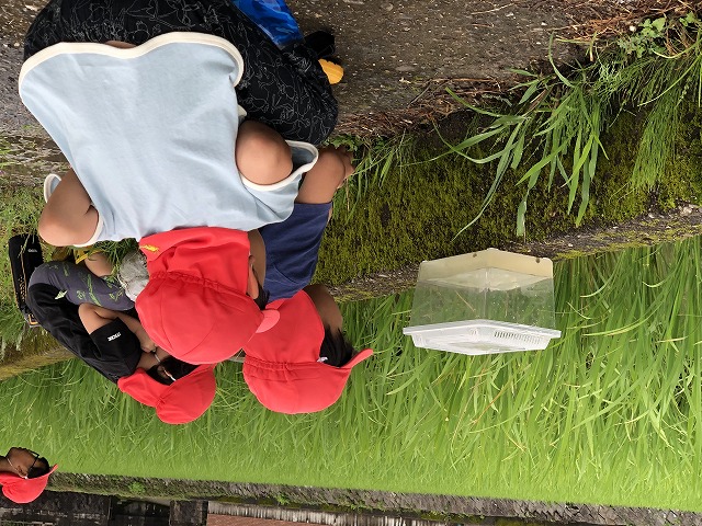 稲とおたまじゃくし