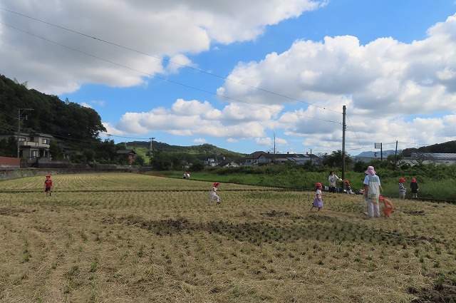 稲刈りが終わった田んぼへお散歩