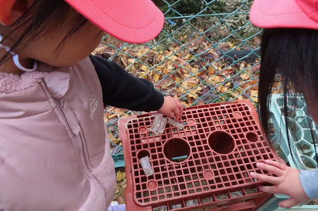 寒くても元気です