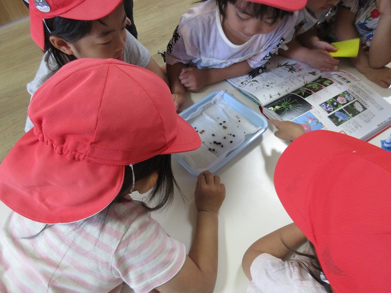 アサガオの種まき